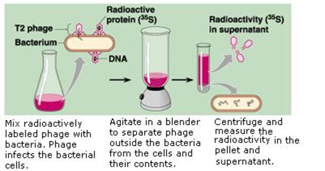 "Blender Experiment"