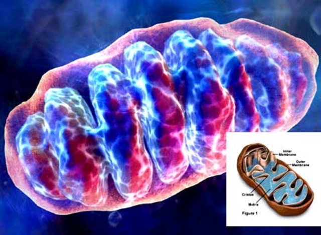 Митохондрия