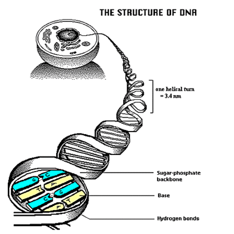 STructure of DNA
