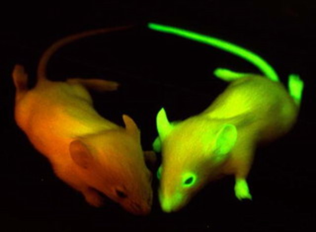 Теория генетического кодирования