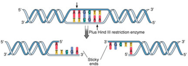 Bacterial Restriction Enzymes