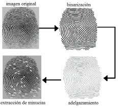Huellas dactilares y su clasificación