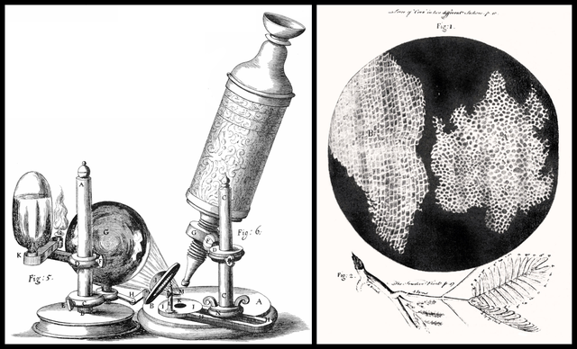 Robert Hooke descubre las células