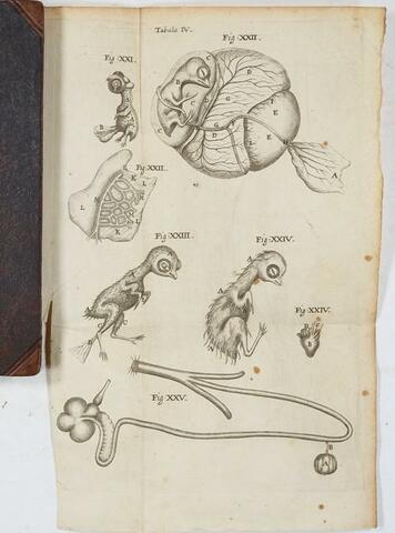 Descubrimiento de la membrana celular