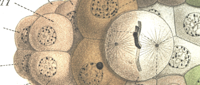 Descubrimiento de la individualidad de los cromosomas