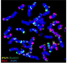 Fluorecent in situ hibrydation (FISH)