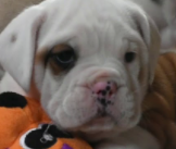 Getting my dog Rufus