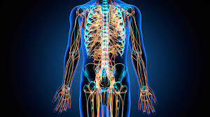 ¿Cuándo surgió el sistema nervioso?