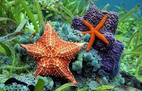 La aparición de al menos dos tipos de organización nerviosa.