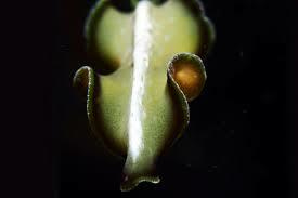 ¿Y en qué organismo?