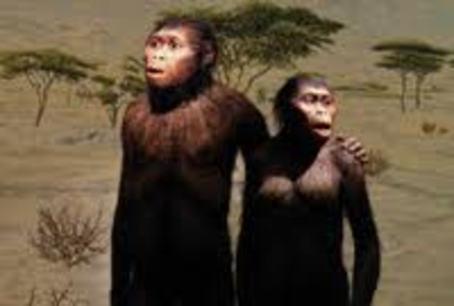 ausralopithecus aferensis