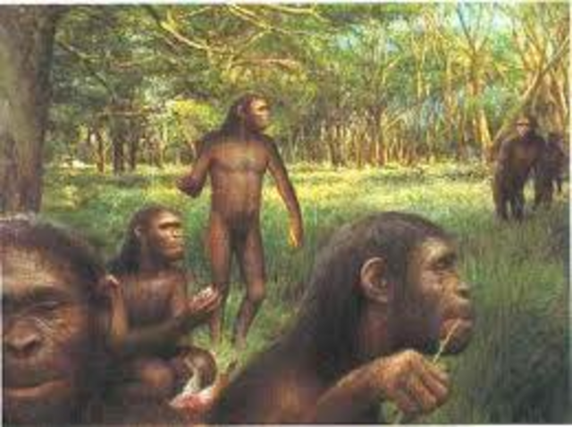 homo habilis