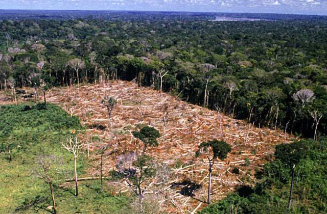 desmatamento na amazonia