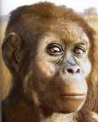 Australopithecus Afarensis (Southern Ape, Lucy)