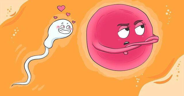 Preimplantation Period