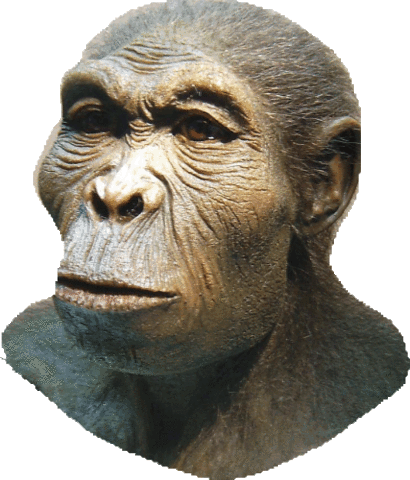 Homo Habilis