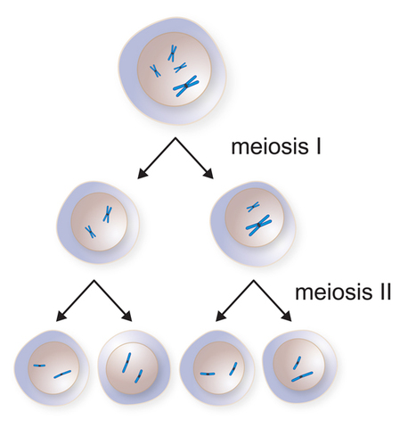 Final stages of meiosis