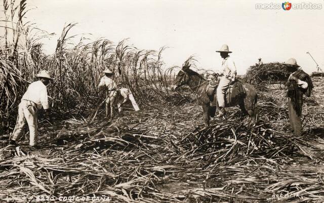 La agricultura de 1910 a 1920