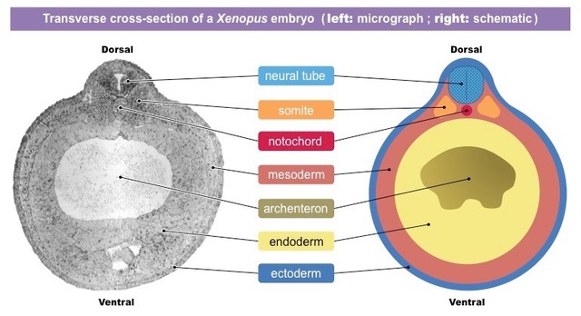Bilaminar discs in the Embryonic period