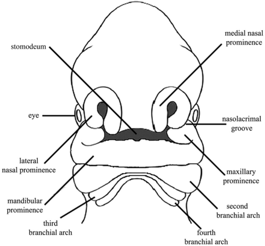 Stomodeum and Oral Cavity