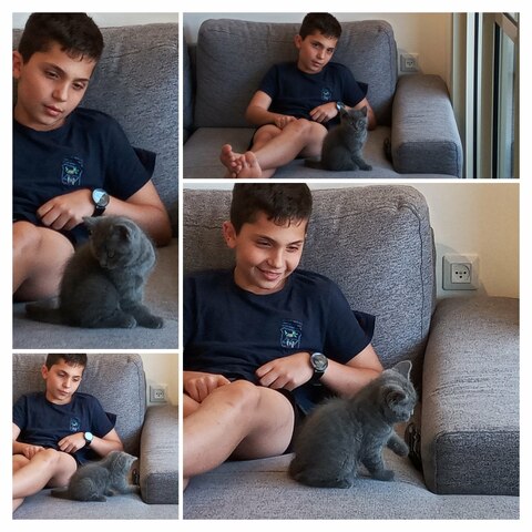 חתולאי מצטרף למשפחה