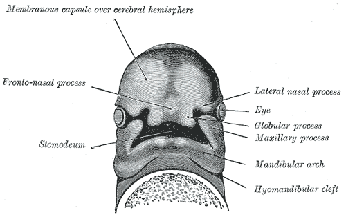 Frontonasal Processes