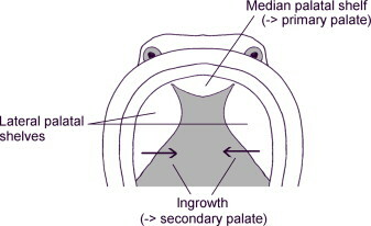 Secondary Palate and Tongue