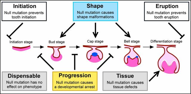 Odontongenesis at it's early stage