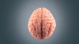 Timeline: Psicobiología: Origen, definición y aportes de grandes autores.