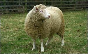 Ian Willmut y Keith Campbell