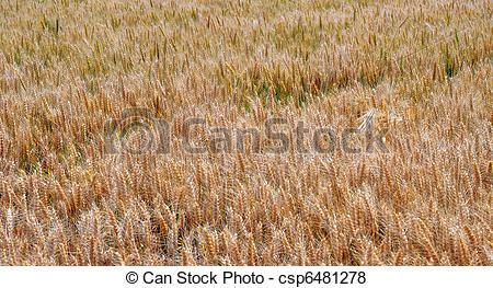 Transformaciones y pervivencia de elementos tradicionales