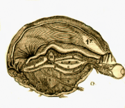 Paralelismo Psicofísico