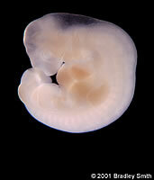 Clonación del primer embrión humano