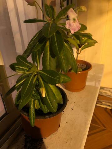 Catharanthus roseus (chavela)