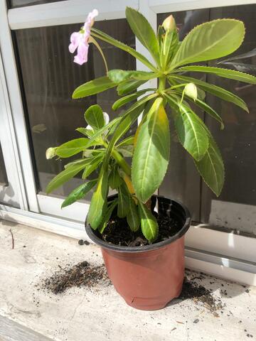 Catharanthus roseus (chavela)