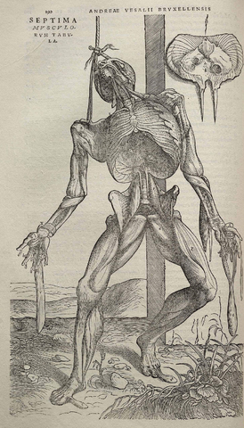 Andreas Vesalius