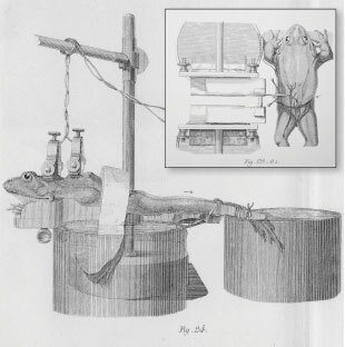 Emil du Bois-Reymond