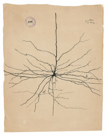 Santiago Ramón y Cajal