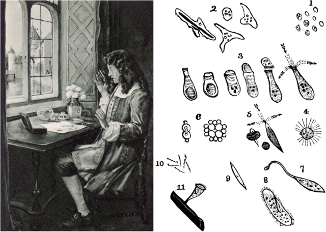 Leeuwenhoek