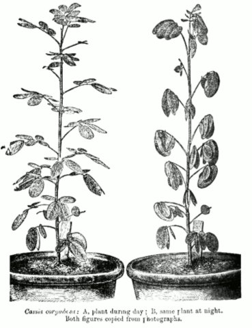 Work: The Power of Movement in Plants