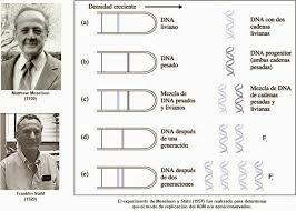 El ADN se replica semiconservativamente.