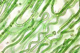 Surgen las cianobacterias