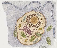 Aparición de las células eucariotas