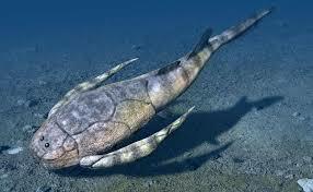 Aparecen los peces acorazados