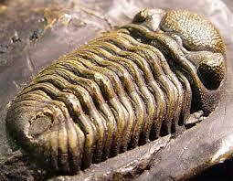 Aparición de los trilobites