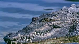 Aparición de los cocodrilos