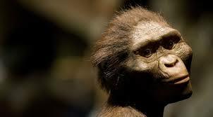 Aparición Australophitecus 'Lucy'