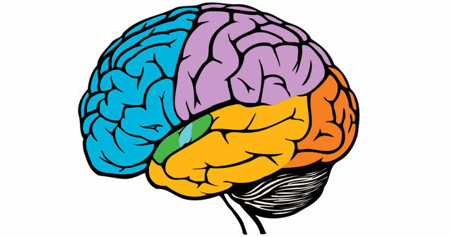 Se descubre el primer cerebro