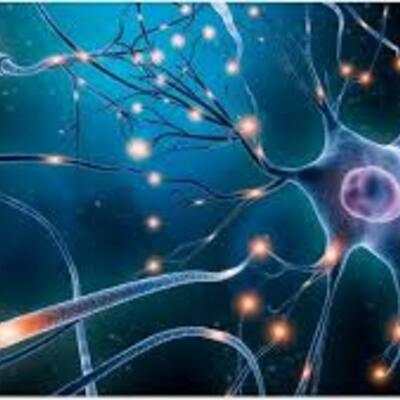 Timeline: Sistema Nervioso