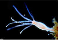 Sistema Nervioso Difuso